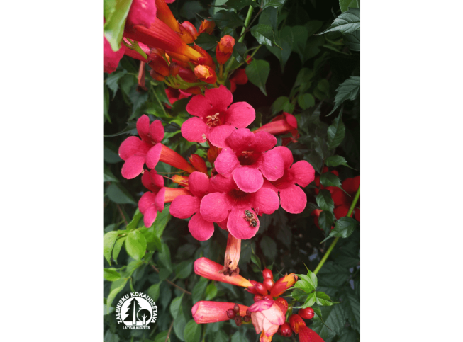 Campsis radicans